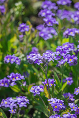 Obraz premium Blooming forget-me-not flowers grow in the garden. Spring gardening, outdoor concept background, floral style