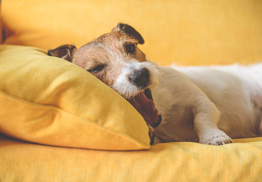 Sleepy dog yawns before falling asleep on sofa pillow