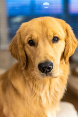 Portrait of an adorable golden retriever puppy - indoor scene sitting on couch