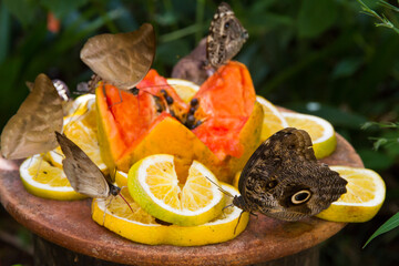 Mariposas de colores comiendo frutas todas juntas sobre un tronco al aire libre