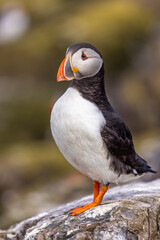 Atlantic puffins, a species of seabird in the auk family.