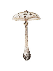 Hand drawn Parasol Mushroom illustration isolated. Macrolepiota procera. Edible fungi collection. Foraging