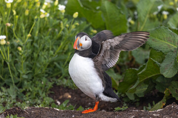 Atlantic puffins, a species of seabird in the auk family.