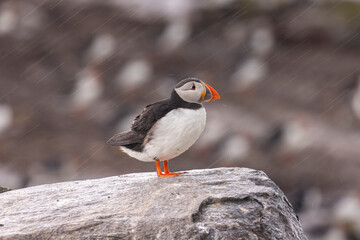 Atlantic puffins, a species of seabird in the auk family.