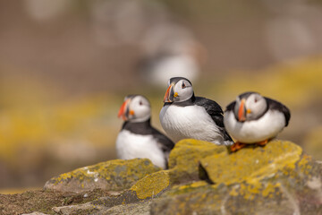 Atlantic puffins, a species of seabird in the auk family.