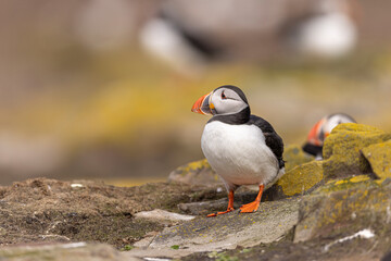 Atlantic puffins, a species of seabird in the auk family.