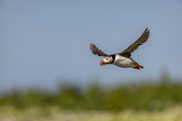 Atlantic puffins, a species of seabird in the auk family.