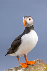 Atlantic puffins, a species of seabird in the auk family.
