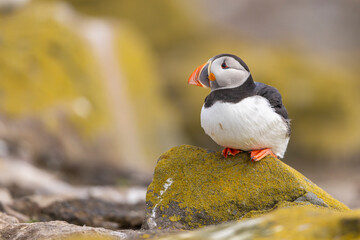 Atlantic puffins, a species of seabird in the auk family.
