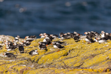 Atlantic puffins, a species of seabird in the auk family.