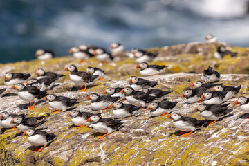 Atlantic puffins, a species of seabird in the auk family.