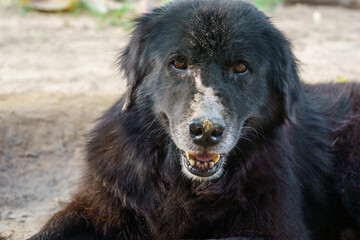 A very old dog with black fur has a bruise on the nose due to mosquito bites. sitting on the ground...