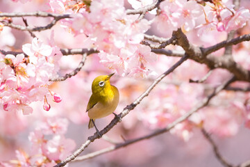 河津桜とメジロと青空。日本の春のコンセプト。