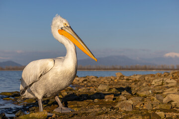 Dalmatian pelicans seen during winter in Kerkini Lake, Greece.