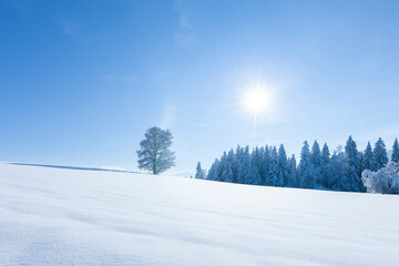 Fototapeta na wymiar Verschneite Winterlandschaft mit schneebedeckten Tannenbäumen bei Sonnenlicht und blauem Himmel