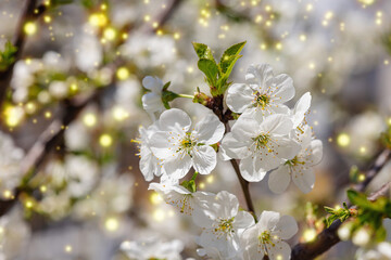 Blooming cherry tree in the garden. Spring seasonal of growing plants. Gardening concept