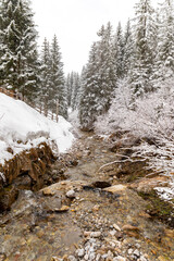Small babbling brook with snow covered fir trees in Mühlbach am Hochkönig Province of Salzburg in Austria