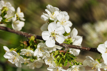 Blooming cherry tree in the garden. Spring seasonal of growing plants. Gardening concept