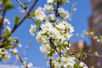 Fototapeta premium Blooming cherry tree in the city on the background of the cloudless blue sky. Spring seasonal