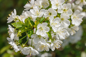Obraz premium Blooming cherry tree in the garden. Spring seasonal of growing plants. Gardening concept