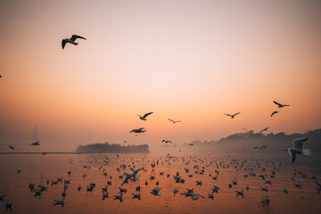 seagulls at sunrise