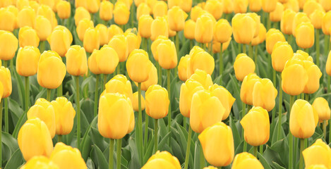 Yellow tulips close up. Bright spring flowers with selective focus. World Tulip Day