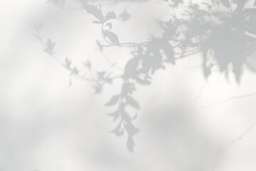 Leaf shadow and light on wall background. Nature tropical leaves tree branch plant shade sunlight...