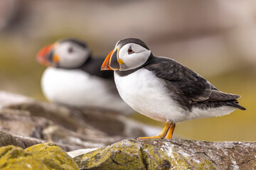 Atlantic puffins, a species of seabird in the auk family.