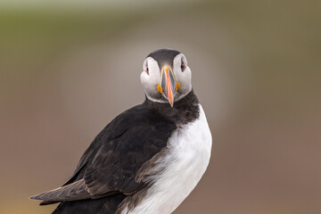 Atlantic puffins, a species of seabird in the auk family.