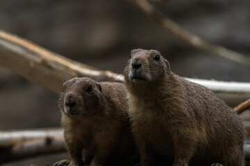 up close two Marmots
