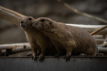photo of two Marmots
