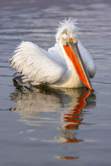 Dalmatian pelican near Lake Kerkini, Greece during winter season.
