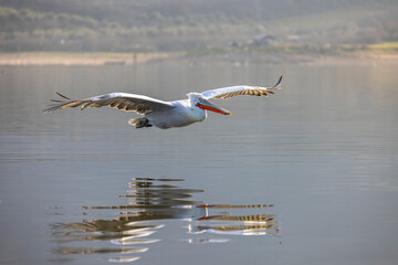 Dalmatian pelican near Lake Kerkini, Greece during winter season.
