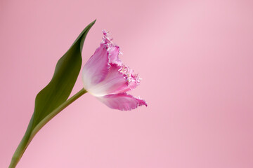 Pink tulip flower on a soft pink background.