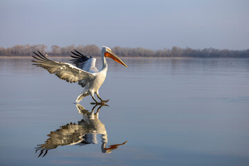 Dalmatian pelican near Lake Kerkini, Greece during winter season.
