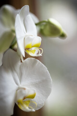 splendide orchidee di colore bianco, un bellissimo fiore di orchidea di colore giallo al centro e bianco candido