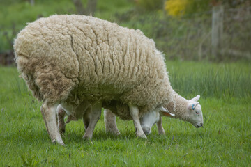 Obraz na płótnie Canvas ewe sheep with cute lamb grazing in the meadow