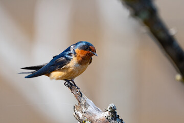 Barn Swallow Eyes the Photographer With Disinterest