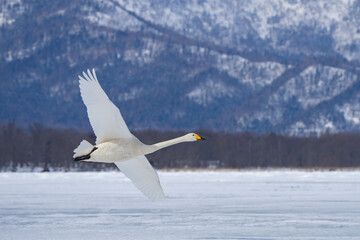 Whooper Swans Rest at Ikenoyu Hot Springs in Winter in Hokkaido Japan
