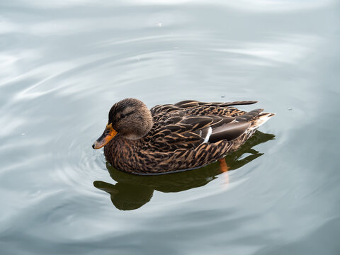Brown Mallard duck swimming on lake