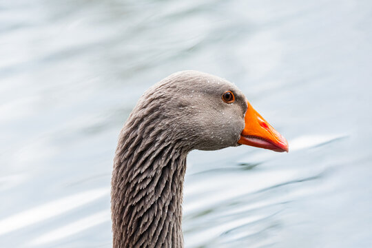 Wild brown Mallard duck on river