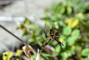 Yellow garden spider on a thin web