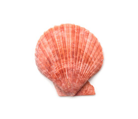Fototapeta premium Pink shell isolated on white, top view