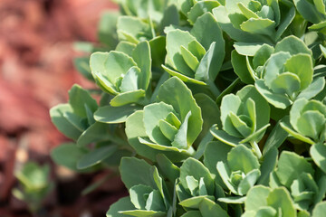 Fototapeta premium Green Succulent for decoration