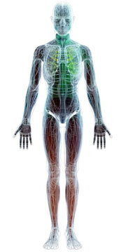 Generative AI illustration of wire frame human body anatomy X ray hologram against black background