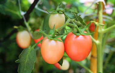 Tomatoes close up shot, Vegetable in organic farm