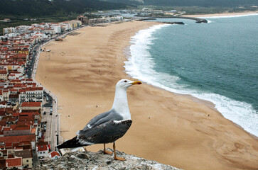 Shorebird, a seagull waiting to take flight