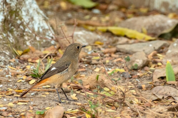 Female Daurian Redstart bird searching food in grass at Kaziranga National Park.
