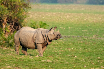 Indian one horned rhino or rhinoceros male in the grass land of Kaziranga national park in India