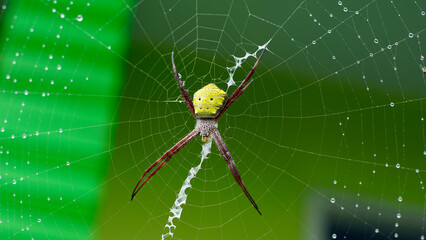 Hawaiian Garden Spider on web